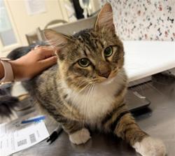 Shelter Stray Male Cat last seen SYCAMORE CANYON BLVD, MINNESOTA WAY, 6851 Van Buren Boulevard, Jurupa Valley, CA 92509, USA