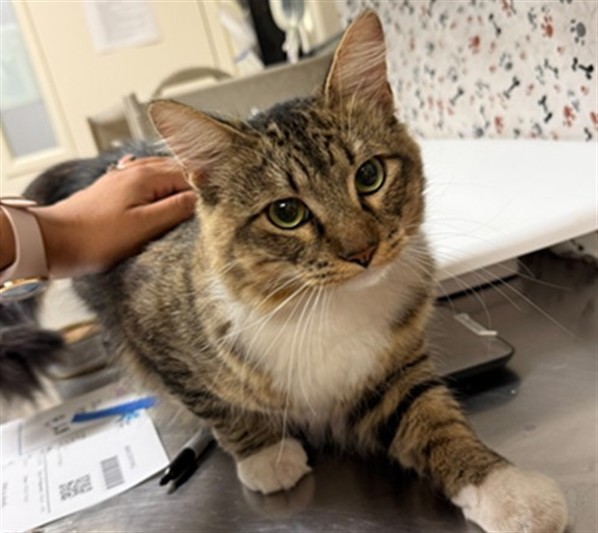 Shelter Stray Male Cat last seen SYCAMORE CANYON BLVD, MINNESOTA WAY, 6851 Van Buren Boulevard, Jurupa Valley, CA 92509, USA