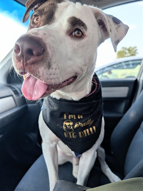 Shelter Stray Male Dog last seen Near BLOCK NORTH 23RD STREET, 3528 Newburg Rd, Louisville, KY 40218, USA