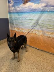 Shelter Stray Female Dog last seen Near BLOCK SW 133 AVE, 3599 NW 79th Ave, Doral, FL 33122, USA