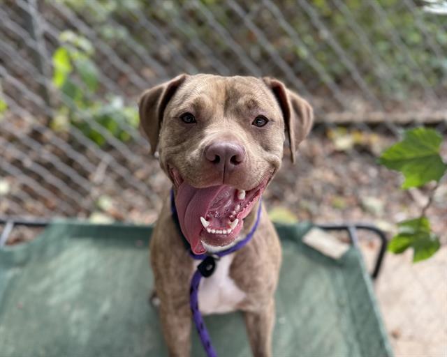 Shelter Stray Female Dog last seen CHARLOTTE, 8315 Byrum Dr, Charlotte, NC 28217, USA