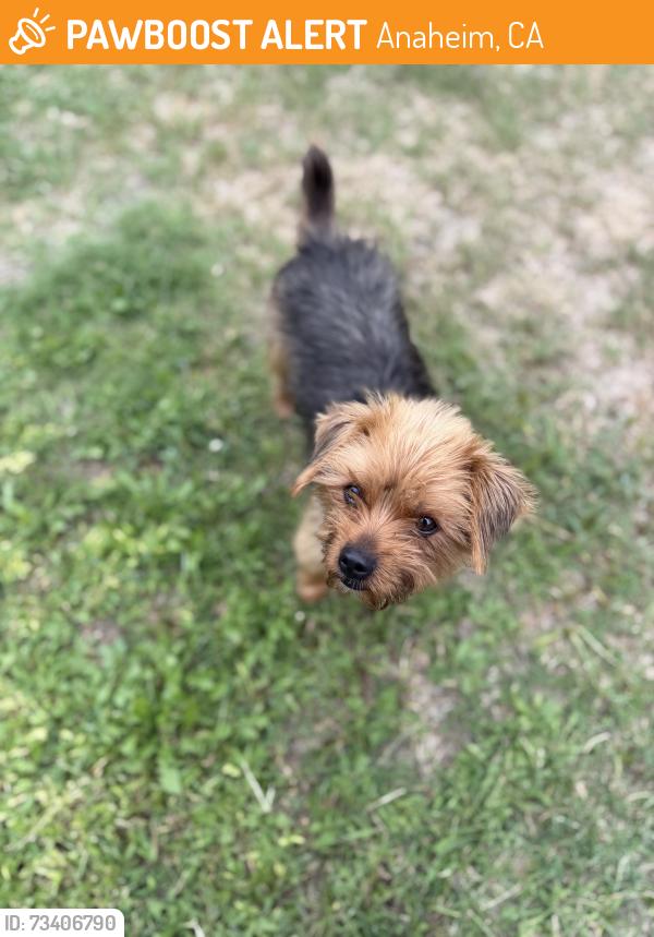 Found/Stray Male Dog last seen Near W Cerritos Ave, Anaheim, CA 92804, Anaheim, CA 92804