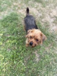 Found/Stray Male Dog last seen Near W Cerritos Ave, Anaheim, CA 92804, Anaheim, CA 92804
