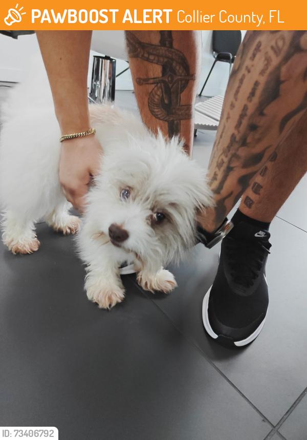 Found/Stray Male Dog last seen Skyline and Santa Barbara blvd, Collier County, FL 34104