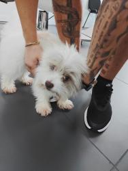 Found/Stray Male Dog last seen Skyline and Santa Barbara blvd, Collier County, FL 34104