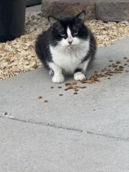 Found/Stray Male Cat last seen Pacific ave sw, Albuquerque, NM 87102