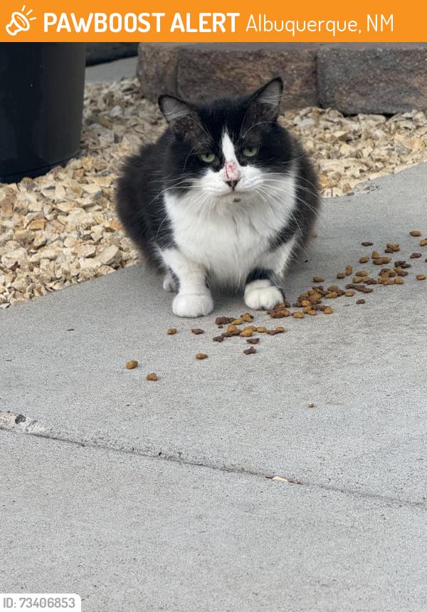 Found/Stray Male Cat last seen Pacific ave sw, Albuquerque, NM 87102