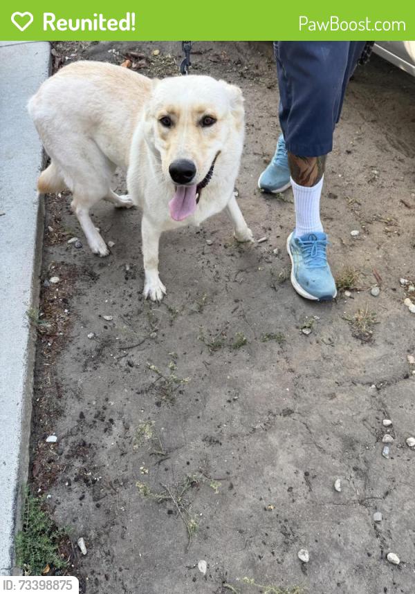 Reunited Female Dog last seen Hargrave and We led, Inglewood, CA 90302