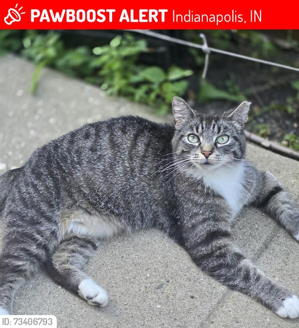 Lost Female Cat last seen burgess & grand Ave, Indianapolis, IN 46219