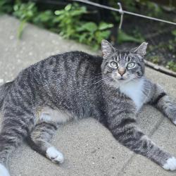 Lost Female Cat last seen burgess & grand Ave, Indianapolis, IN 46219