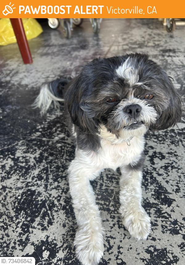 Found/Stray Male Dog last seen Eastview ln and Hemingway dr Victorville, Victorville, CA 92392