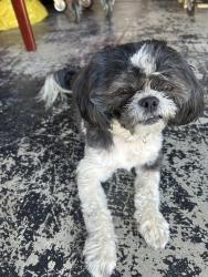 Found/Stray Male Dog last seen Eastview ln and Hemingway dr Victorville, Victorville, CA 92392