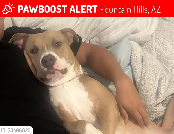 Lost Male Dog last seen Water works, Fountain Hills, AZ 85268