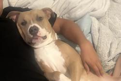 Lost Male Dog last seen Water works, Fountain Hills, AZ 85268