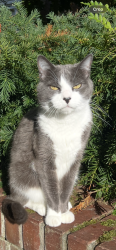 Lost Male Cat last seen 33/36/38 & Madison in Madison Park area of Seattle, Seattle, WA 98112