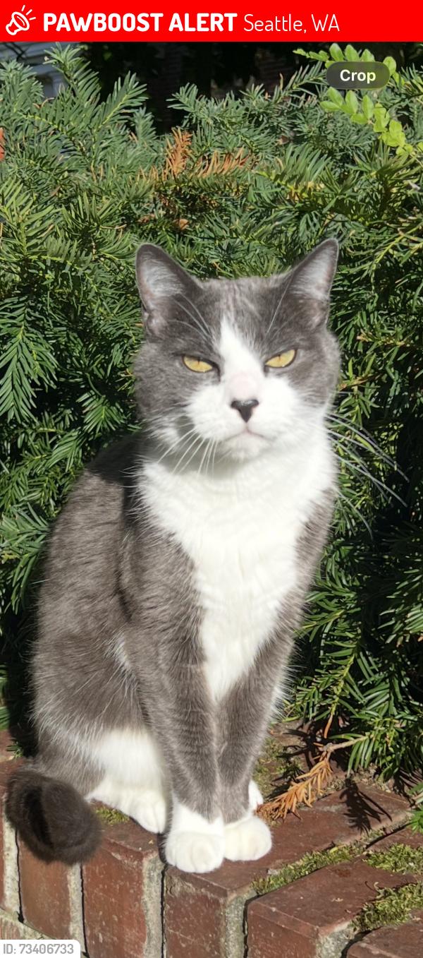 Lost Male Cat last seen 33/36/38 & Madison in Madison Park area of Seattle, Seattle, WA 98112