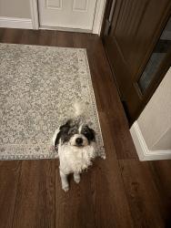 Reunited Male Dog last seen Trajan, Orangevale, CA 95662