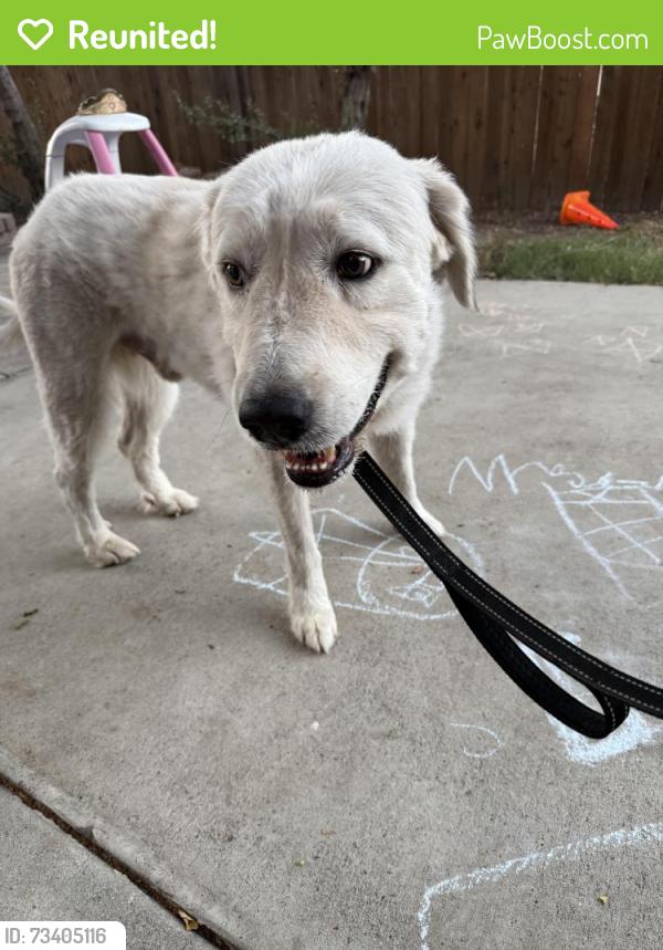 Reunited Male Dog last seen Pauba rd, Riverside County, CA 92592