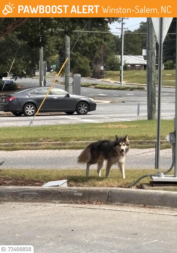 Found/Stray Unknown Dog last seen Seen at the speedway at the corner of university and coliseum., Winston-Salem, NC 27105
