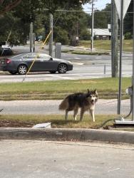 Found/Stray Unknown Dog last seen Seen at the speedway at the corner of university and coliseum., Winston-Salem, NC 27105