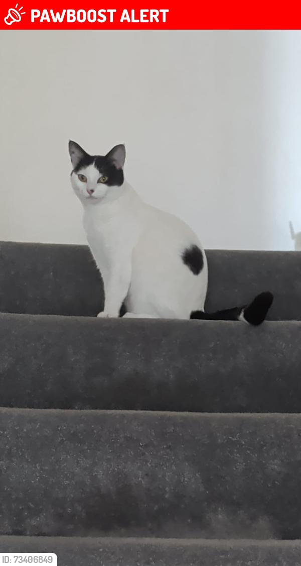 Lost Female Cat last seen Halfpenny Lane, North Yorkshire, England 