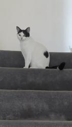 Lost Female Cat last seen Halfpenny Lane, North Yorkshire, England 