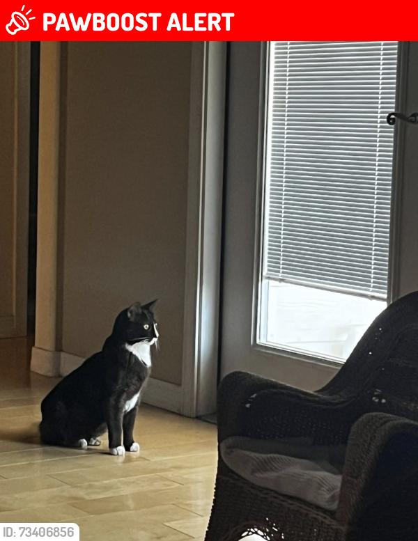 Lost Female Cat last seen Ironwood and Wells Fargo Ave, Apache Junction AZ, Apache Junction, AZ 85120