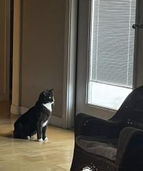 Lost Female Cat last seen Ironwood and Wells Fargo Ave, Apache Junction AZ, Apache Junction, AZ 85120