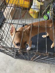 Found/Stray Male Dog last seen McAllister and bemiss, Valdosta, GA 31605