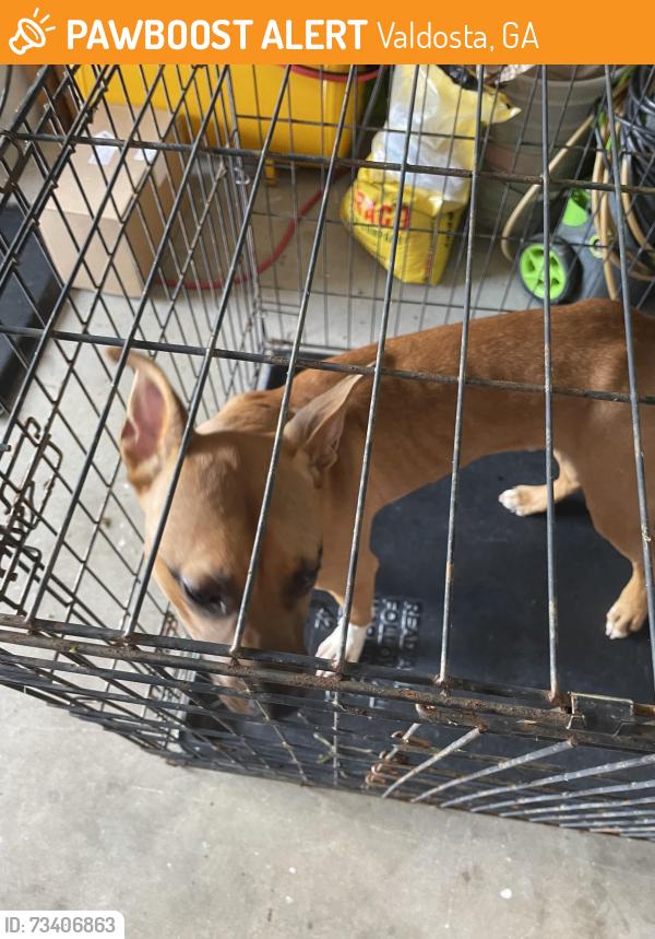 Found/Stray Male Dog last seen McAllister and bemiss, Valdosta, GA 31605