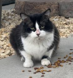 Found/Stray Male Cat last seen Pacific ave sw, Albuquerque, NM 87105