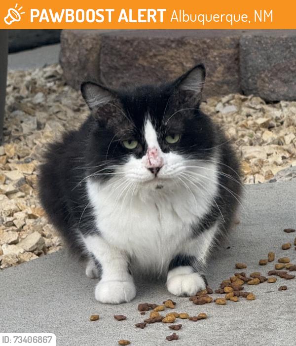 Found/Stray Male Cat last seen Pacific ave sw, Albuquerque, NM 87105