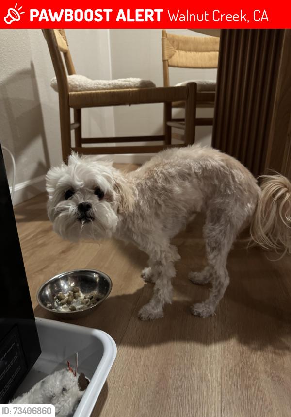 Lost Female Dog last seen Near jones road, Walnut Creek, CA 94597