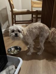 Lost Female Dog last seen Near jones road, Walnut Creek, CA 94597