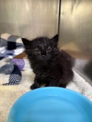 Shelter Stray Male Cat last seen Near International Blvd, Oakland,, 1101 29th Ave, Oakland, CA 94601, USA