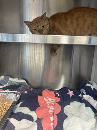 Shelter Stray Male Cat last seen Near Decatur St. SE, Atlanta, GA, 1251 Fulton Industrial Blvd NW, Atlanta, GA 30336, USA