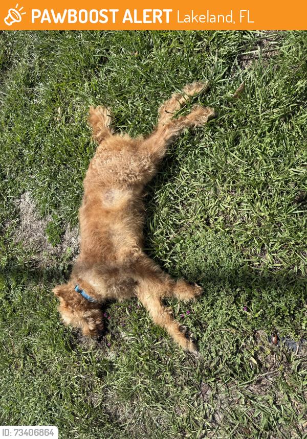 Found/Stray Unknown Dog last seen Daughtery. Near walmart, Lakeland, FL 33801