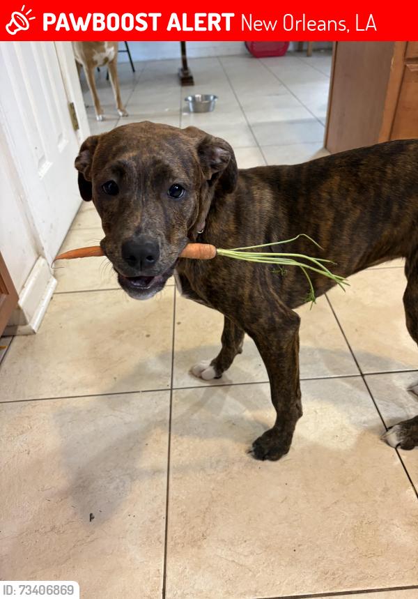 Lost Female Dog last seen Train tracks, New Orleans, LA 70119