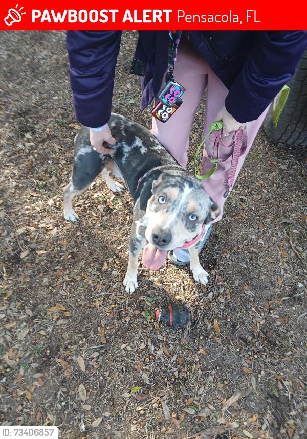 Lost Female Dog last seen Lawton,davis hwy., Pensacola, FL 32514