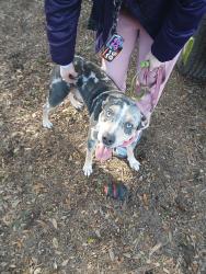 Lost Female Dog last seen Lawton,davis hwy., Pensacola, FL 32514