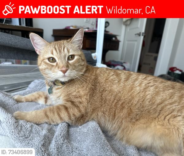 Lost Male Cat last seen Near Elizabeth Ln #3106, Wildomar, CA 92595, Wildomar, CA 92595