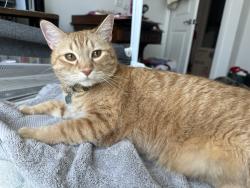 Lost Male Cat last seen Near Elizabeth Ln #3106, Wildomar, CA 92595, Wildomar, CA 92595