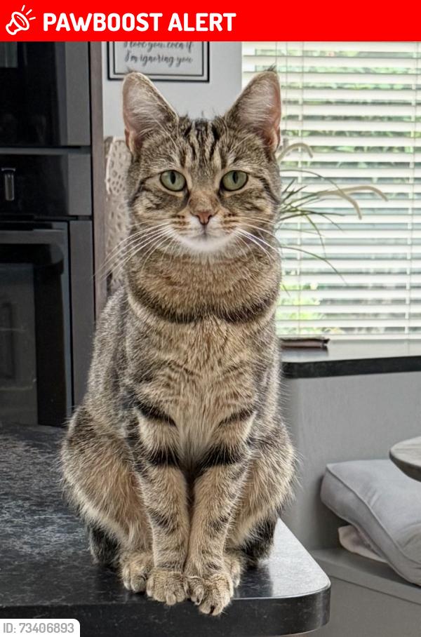 Lost Female Cat last seen The Millbank Ifield / Ifield Mill, West Sussex, England RH11 0JQ