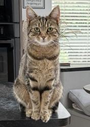 Lost Female Cat last seen The Millbank Ifield / Ifield Mill, West Sussex, England RH11 0JQ