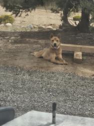 Lost Male Dog last seen Median of 599 & Via Veteranos exit, Santa Fe, NM 87505