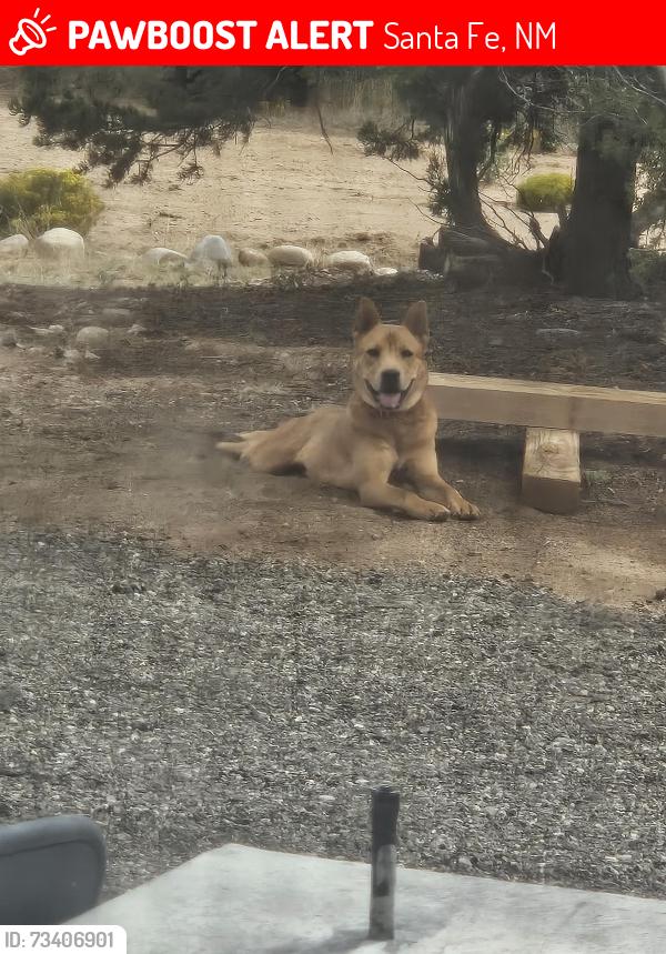 Lost Male Dog last seen Median of 599 & Via Veteranos exit, Santa Fe, NM 87505