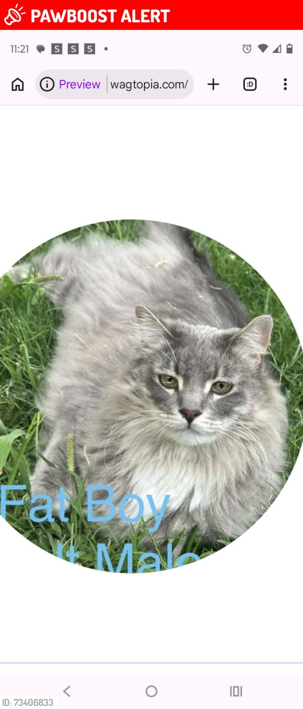 Lost Male Cat last seen Near chilili land grant, Torrance County, NM 87035