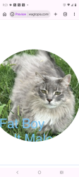 Lost Male Cat last seen Near chilili land grant, Torrance County, NM 87035