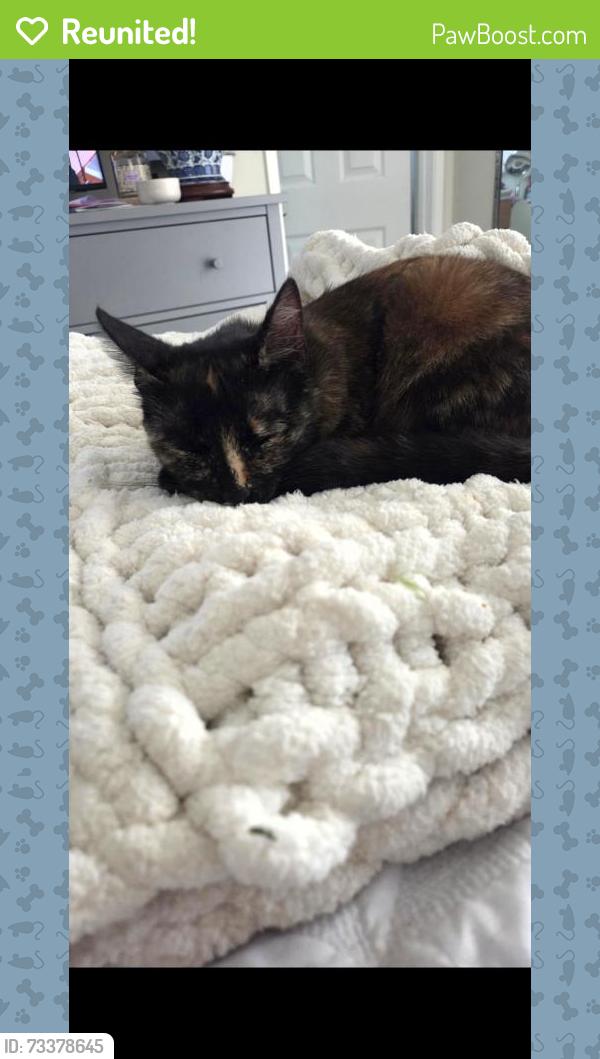 Reunited Female Cat last seen Hillside & Heide Ct, El Sobrante, El Sobrante, CA 94803