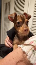 Found/Stray Female Dog last seen Beach/Malvern, Buena Park, CA 90621